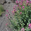 096 Ik bedoelde natuurlijk van de planten hier op de berg